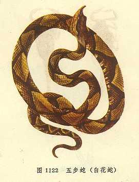 奇门螣蛇代表 十干克应的名字有哪些组合关系？断事